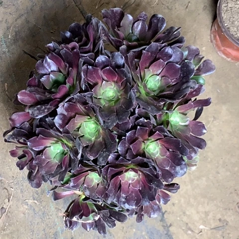 欧紫多肉植物法师11