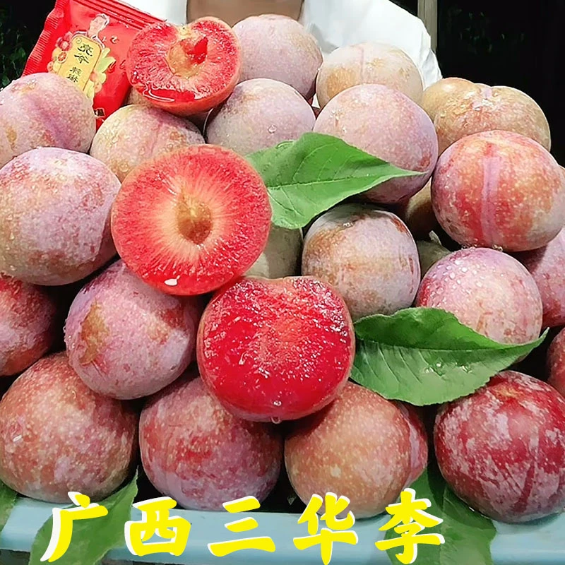 广西三华李果农直发1/3/5斤配椒盐新鲜采摘脆爽多汁当季孕妇水果