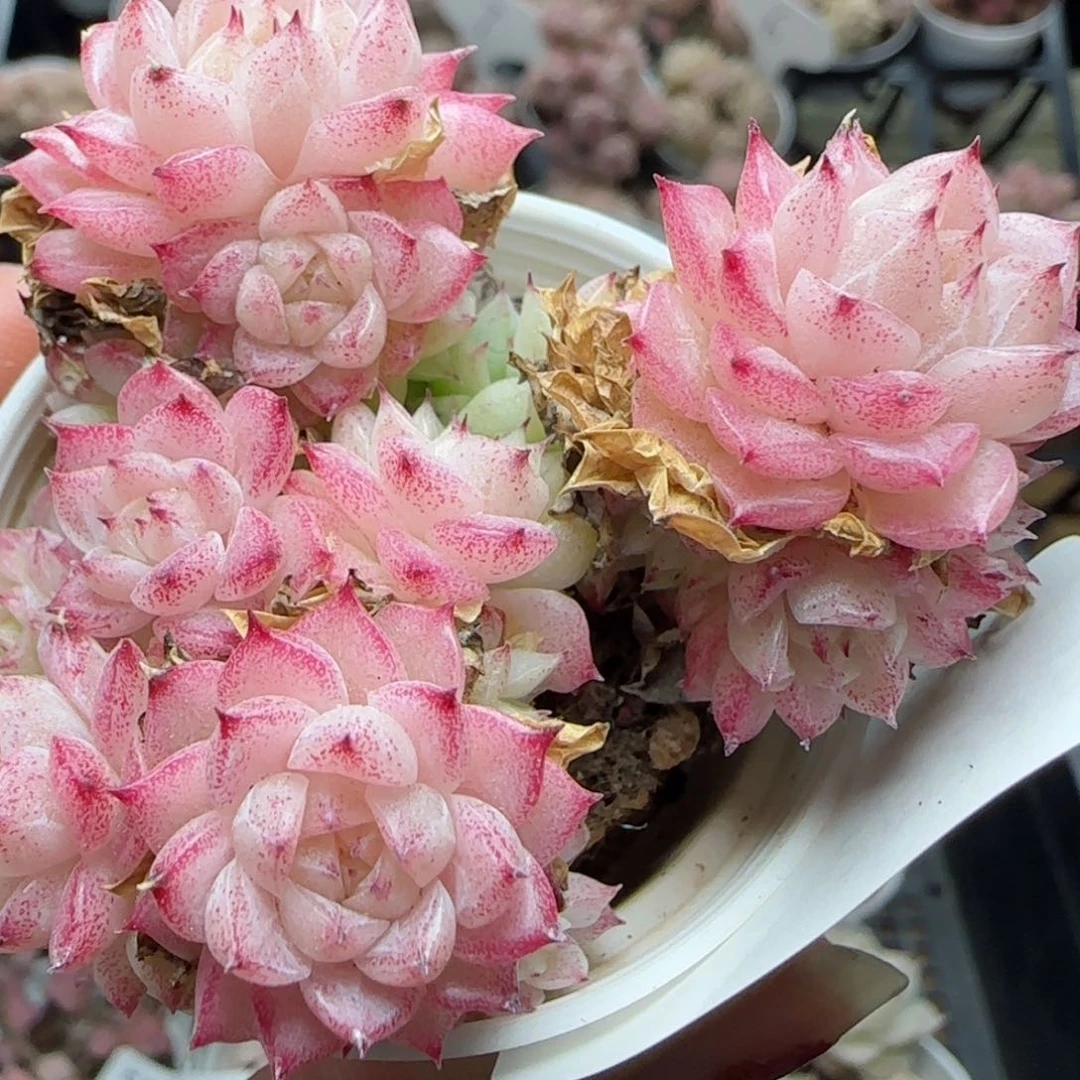 花语逸境0222-575散