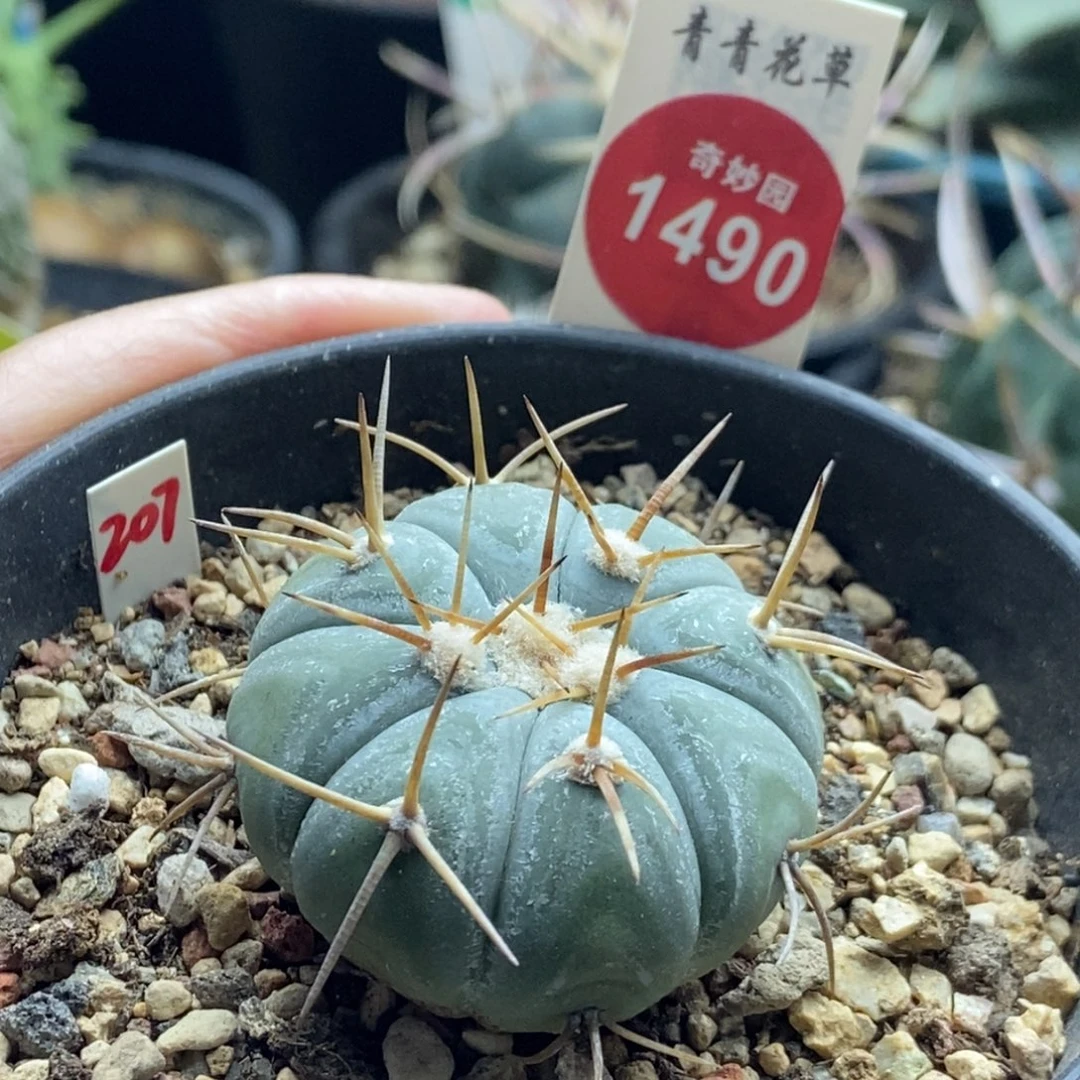 实生上腊平丸3.9cm