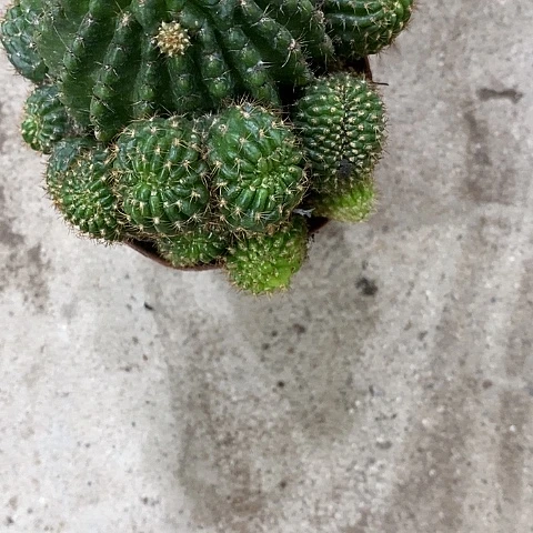 红黑心丽花，3578999