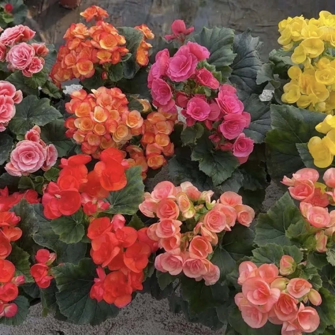 【丽格海棠】重瓣大花玫瑰海棠四季开花花卉盆栽 掉花折叶正常