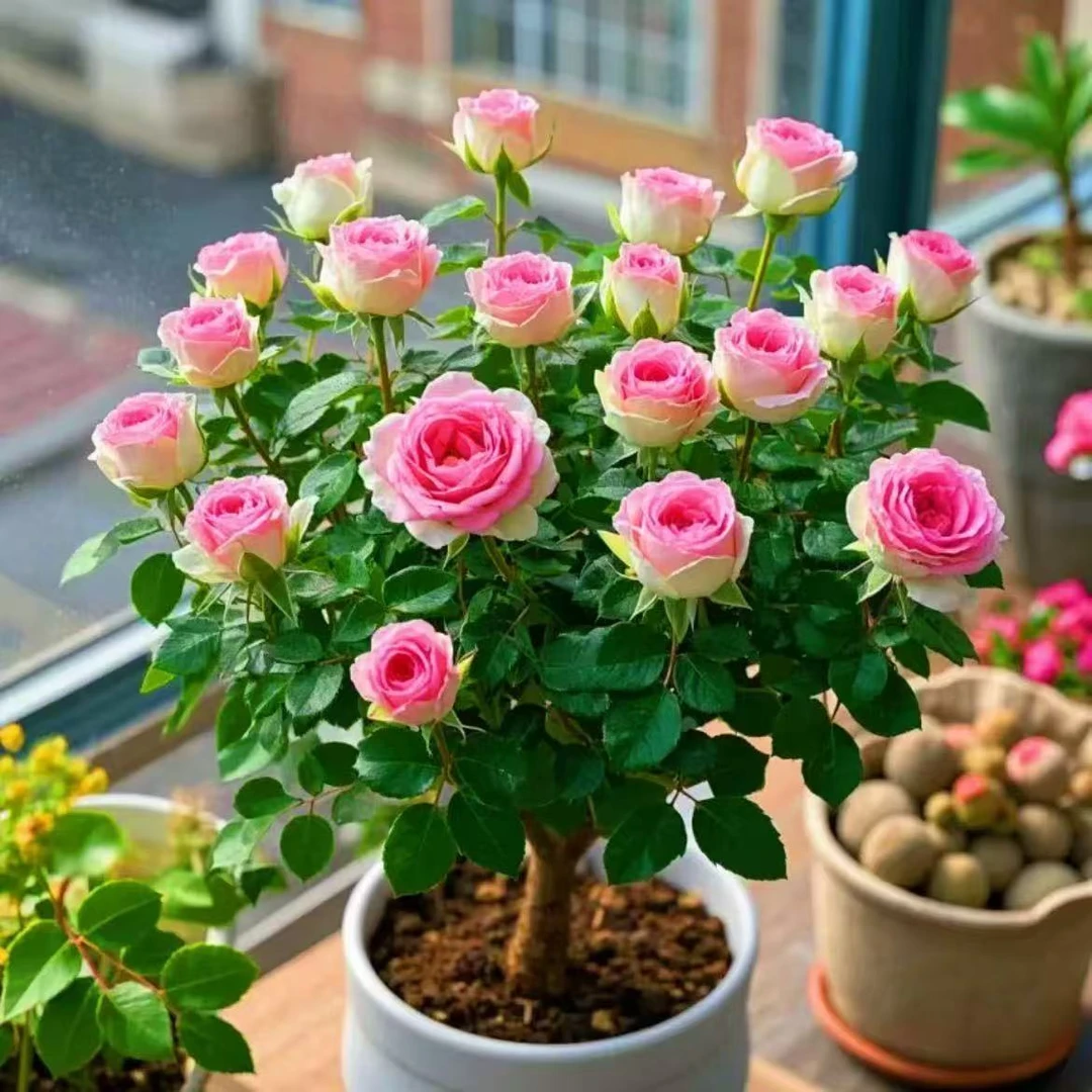 【特价处理】玫瑰花老桩苗四季开花耐寒耐热植物盆栽大花月季浓香型