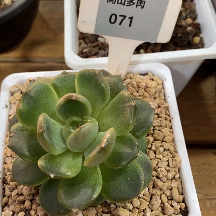 D071- 开播福利 皮爱拉