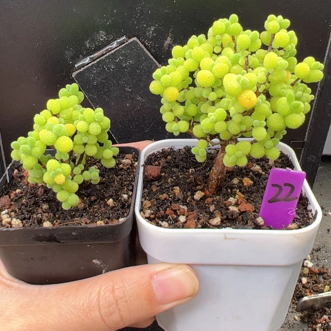 22号宠粉福利精控金桔棒棒糖+小颗