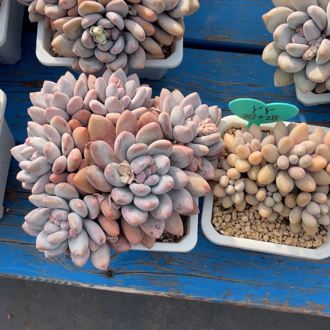 Y*奶酪体香水和粉色恋人两个一组66