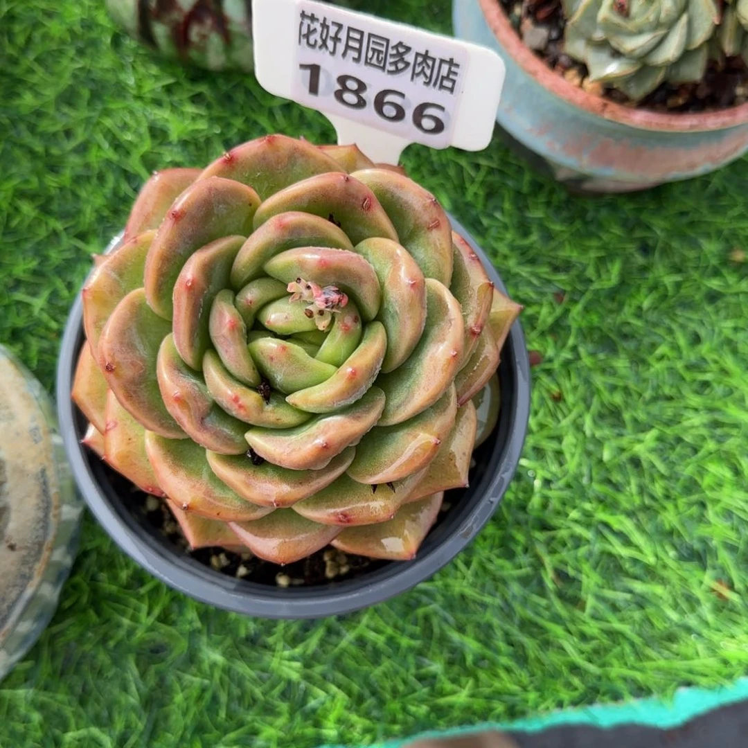 喵***酱多肉植物1866寄养