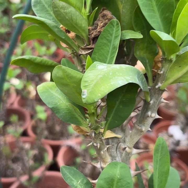 虎刺梅带根-粉色43号