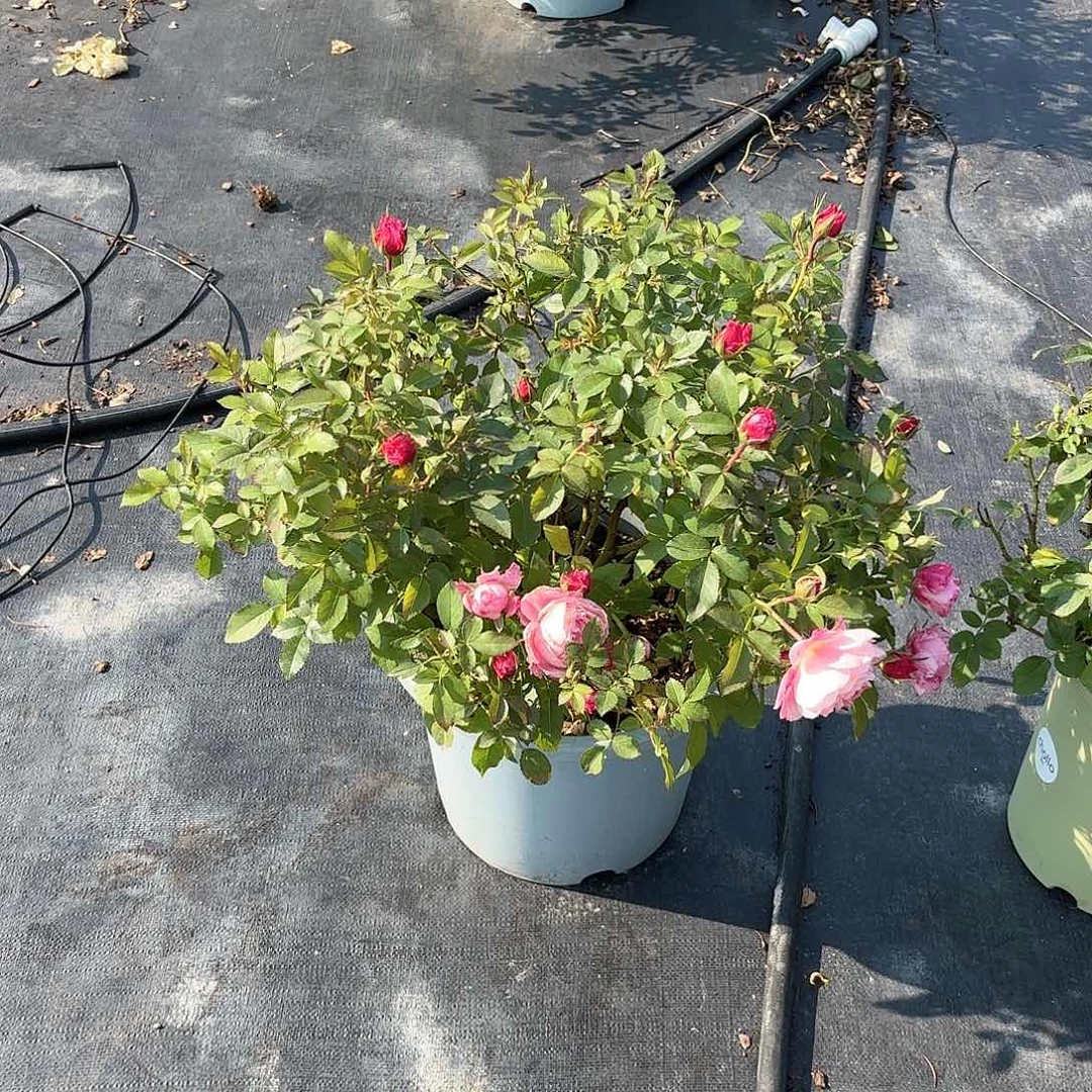 用***6海神王6加仑根接月季