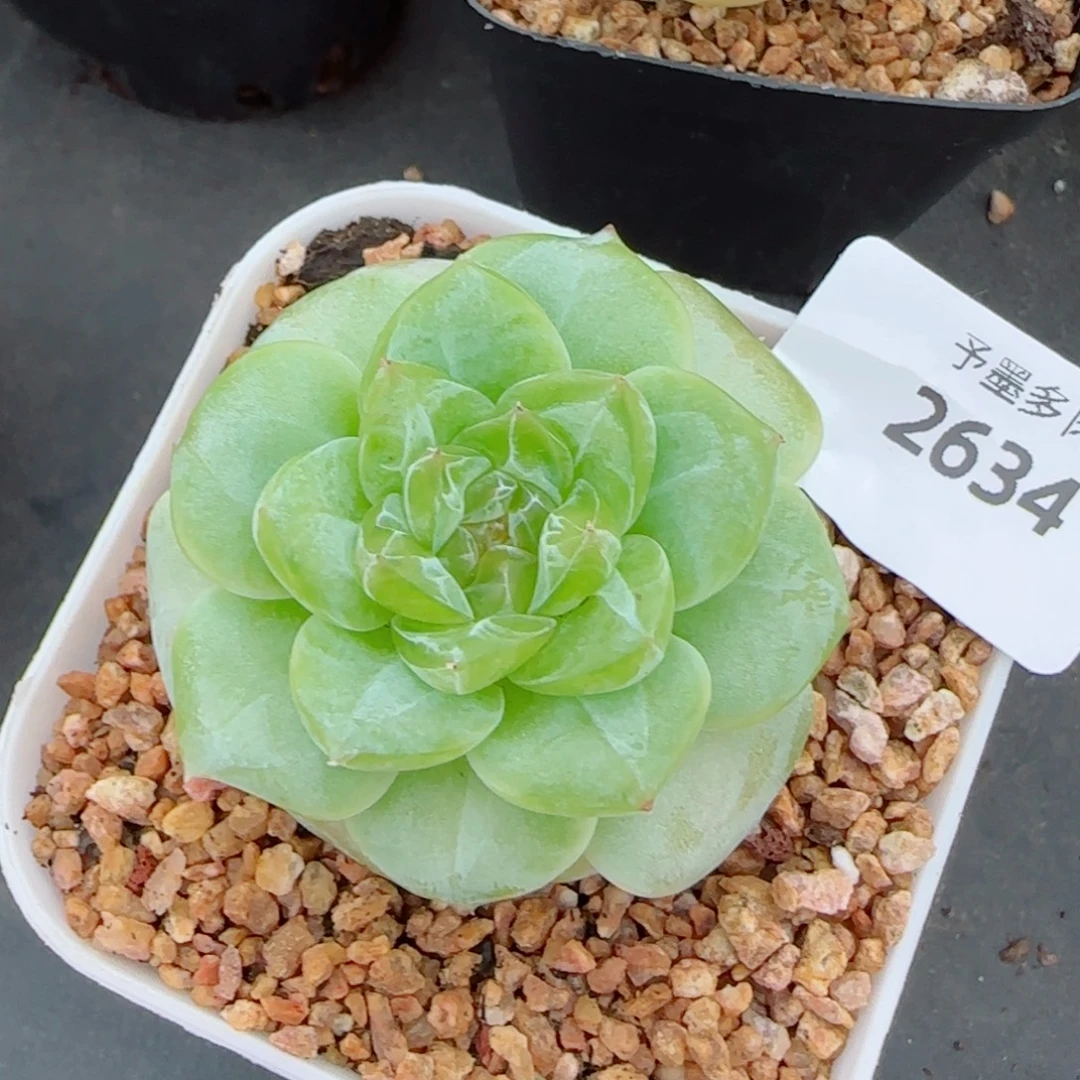 绿体孤品,2634多肉植物
