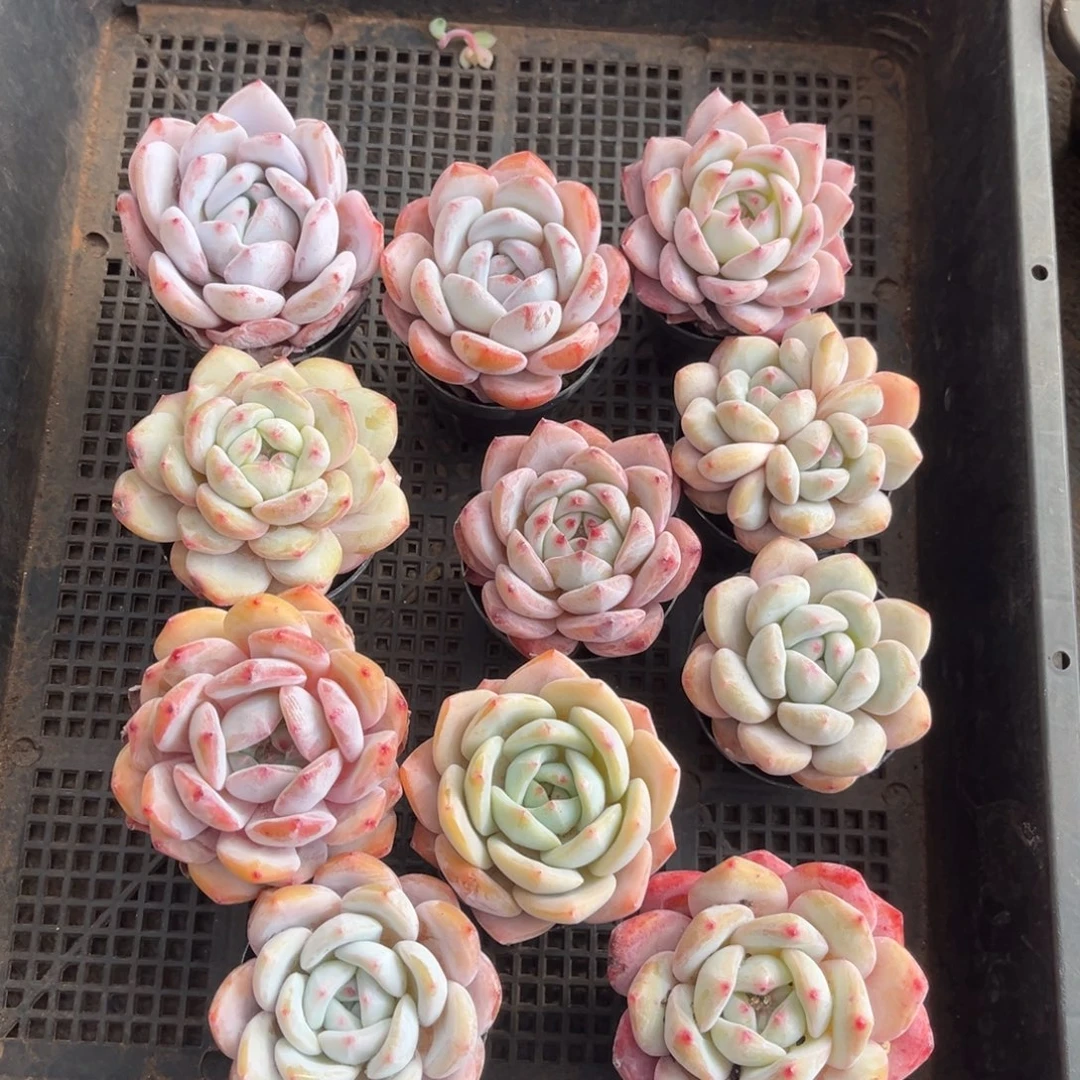 可带盆发  595号新疆西藏内蒙古不包邮