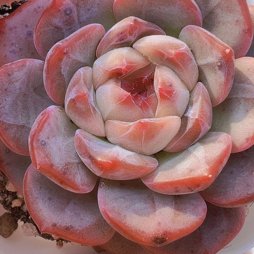 朱砂珍妮19包邮多肉