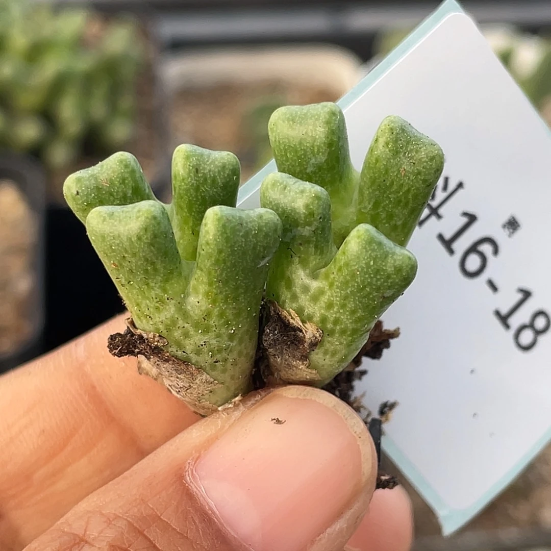 16-18鹿角斑马多肉植物