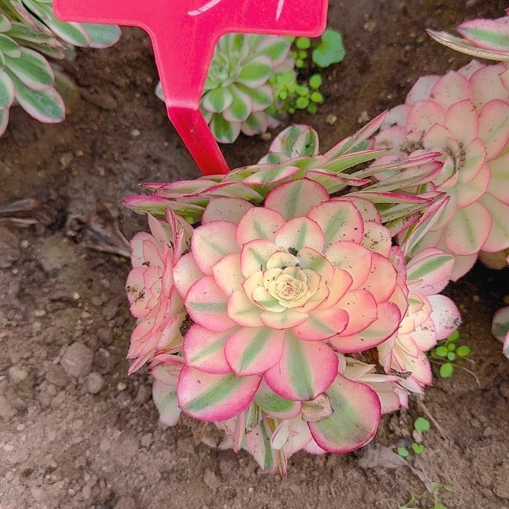 2-157荔枝多肉法师