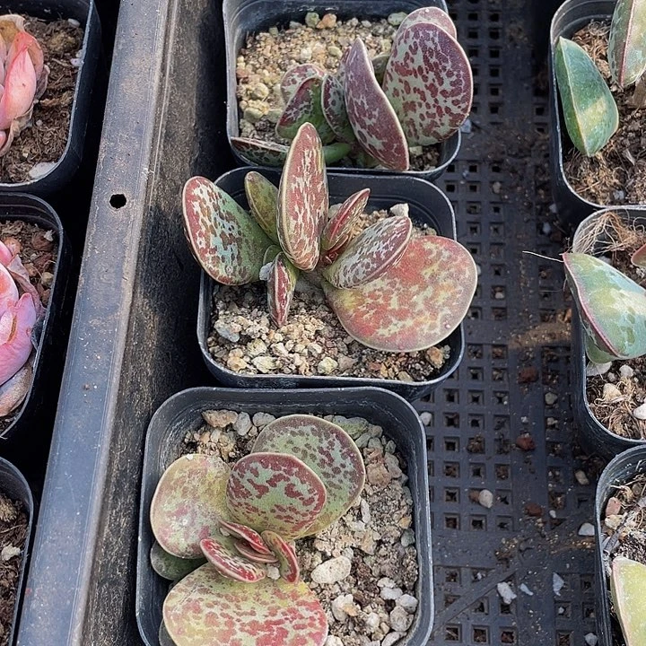 御所锦带盆土发货