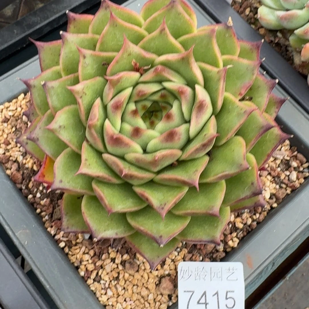 你***逗7415杂交多肉植物基地