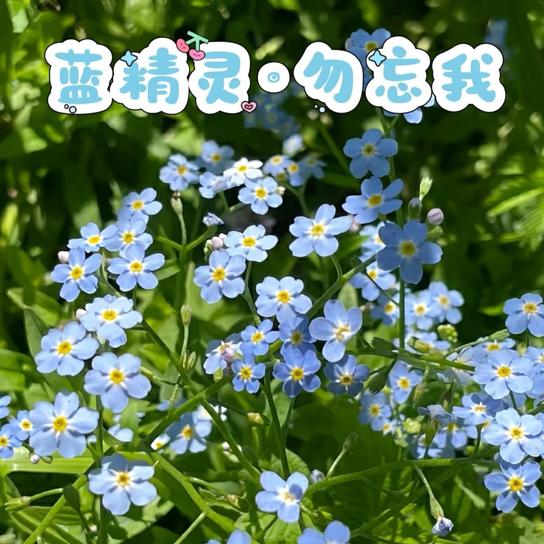 宿根勿忘我 浪漫浅蓝色 无性系切花庭院花园植物阳台组合盆栽花卉