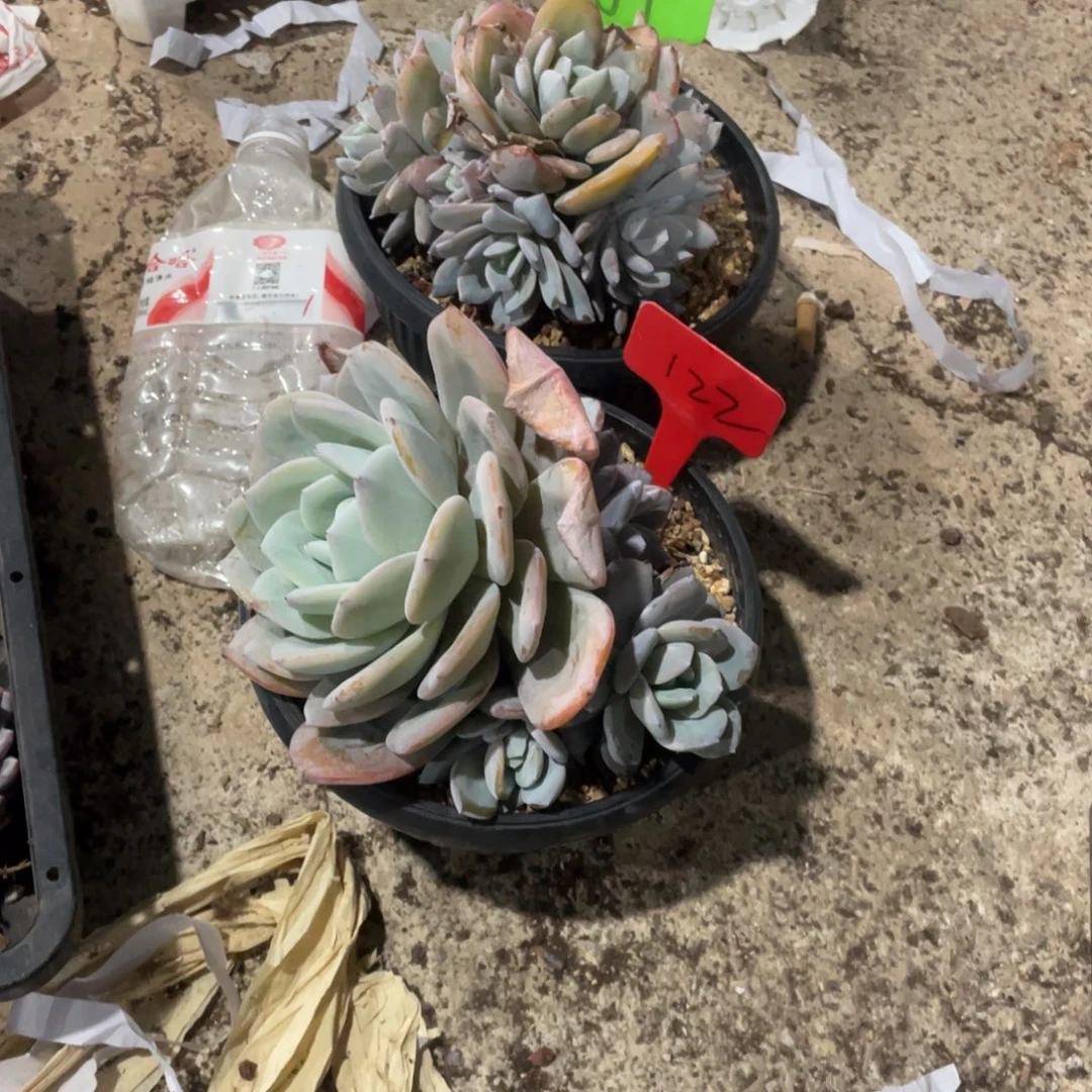 l***,星影缀化多头群生122