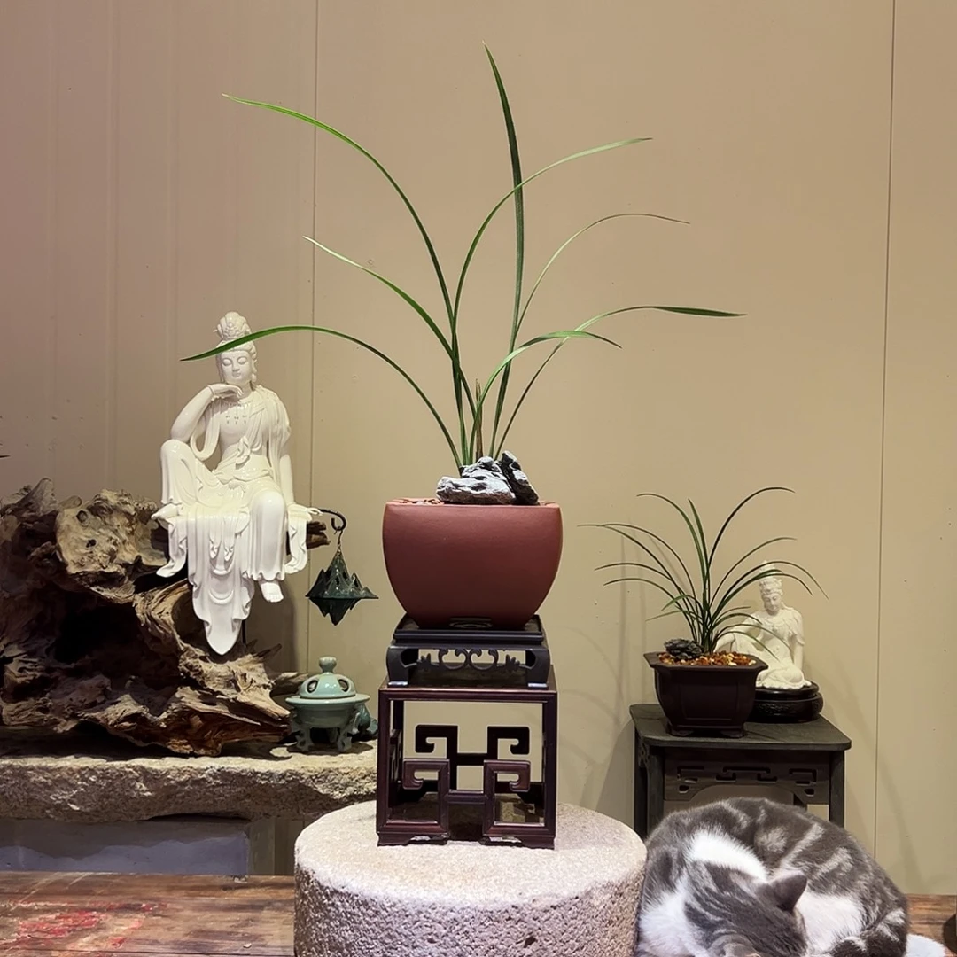 大部分花苞少量开放寒兰-红花素