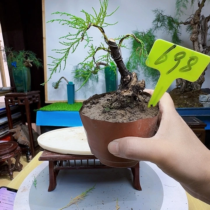 星*舞三春柳柽柳而已矣啊