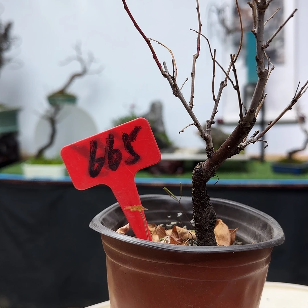 明***续无花朵樱花的硅胶坎坎坷坷