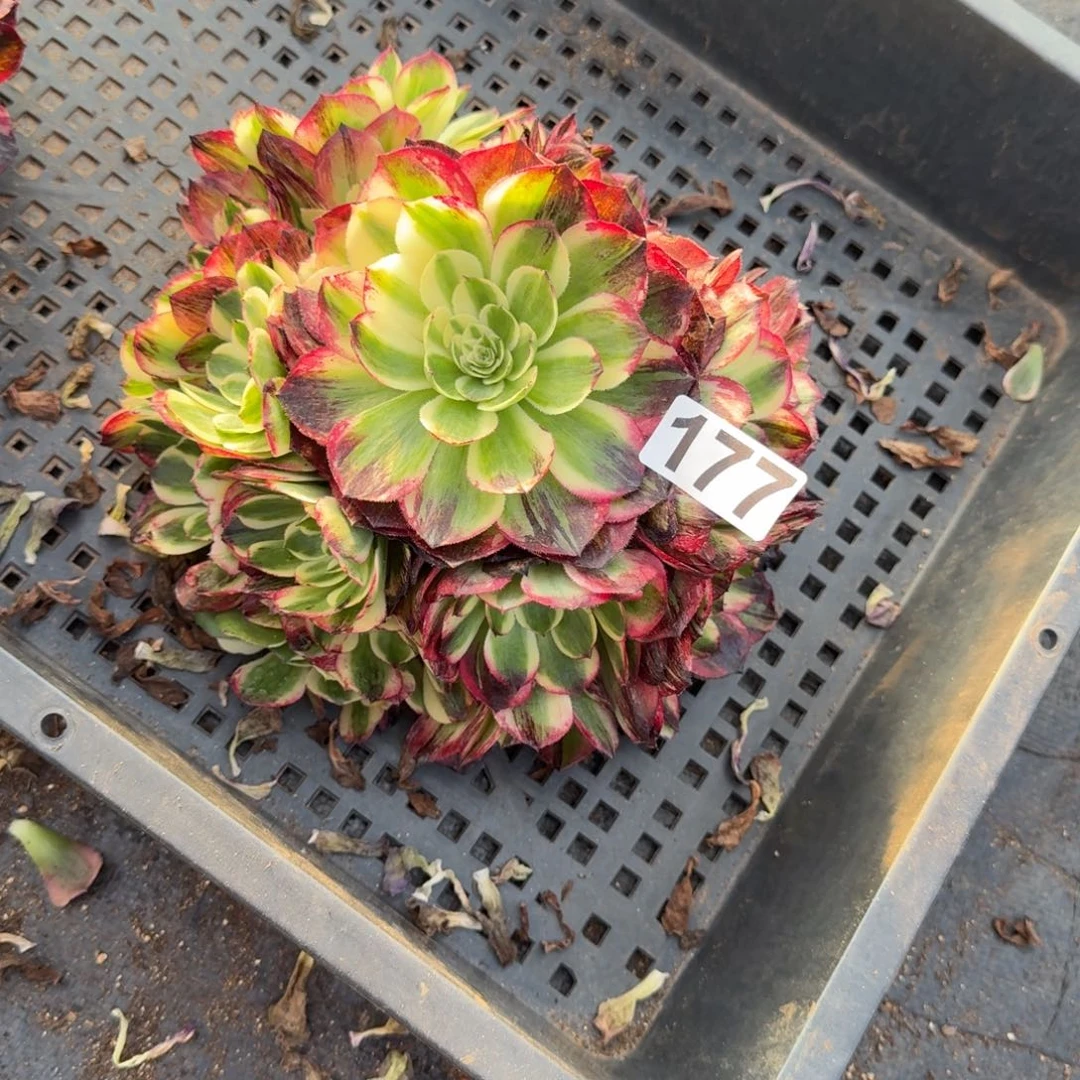 177多肉植物伯爵天骄无根