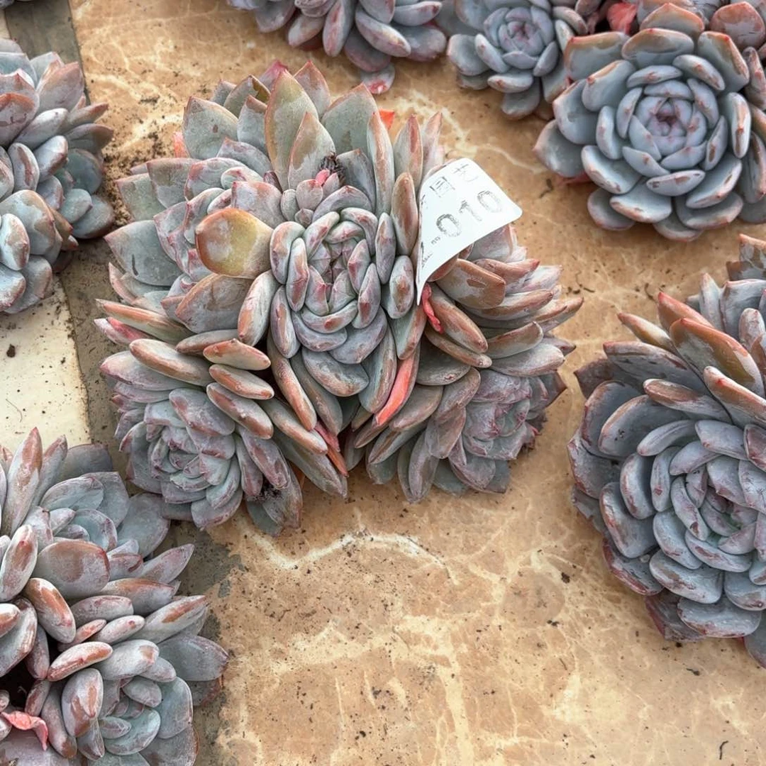 君**意12.10石榴籽朵朵缀