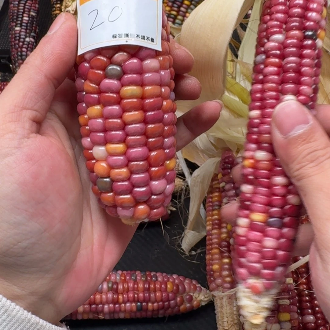 n***添柏香籽/百香籽吊坠