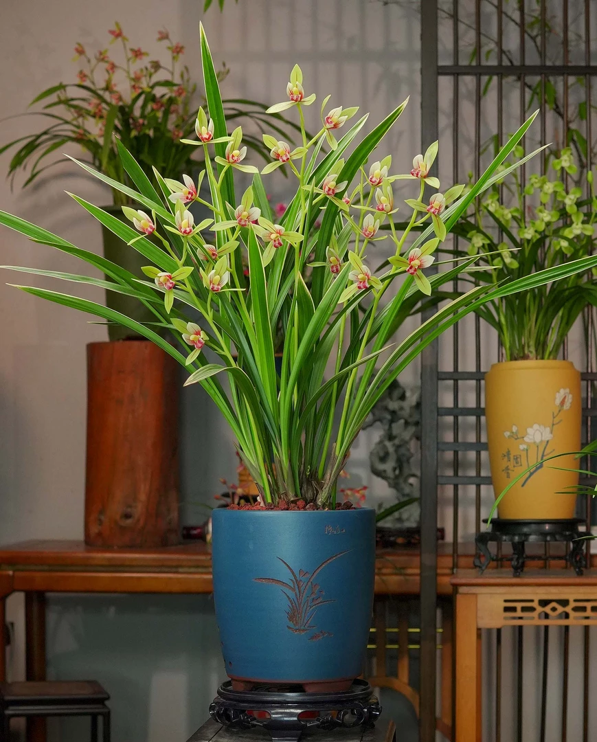 建兰铭品【岭南小国魂】湛蓝雕刻紫砂盆幽香兰花室内好养易活