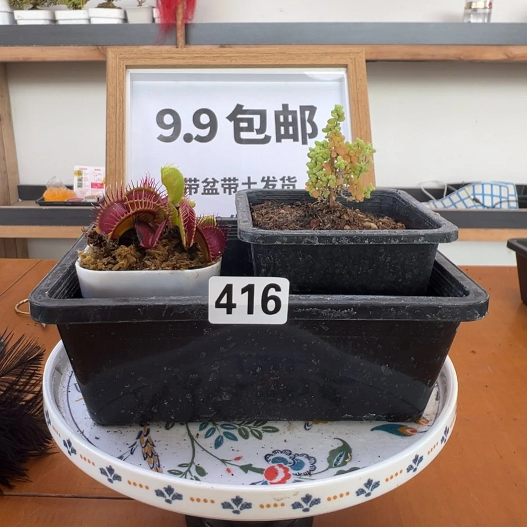 枝干番杏多肉植物416