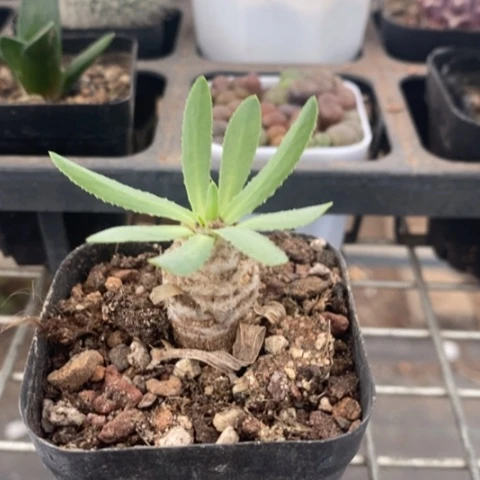 刨花厚顿菊2仙人球