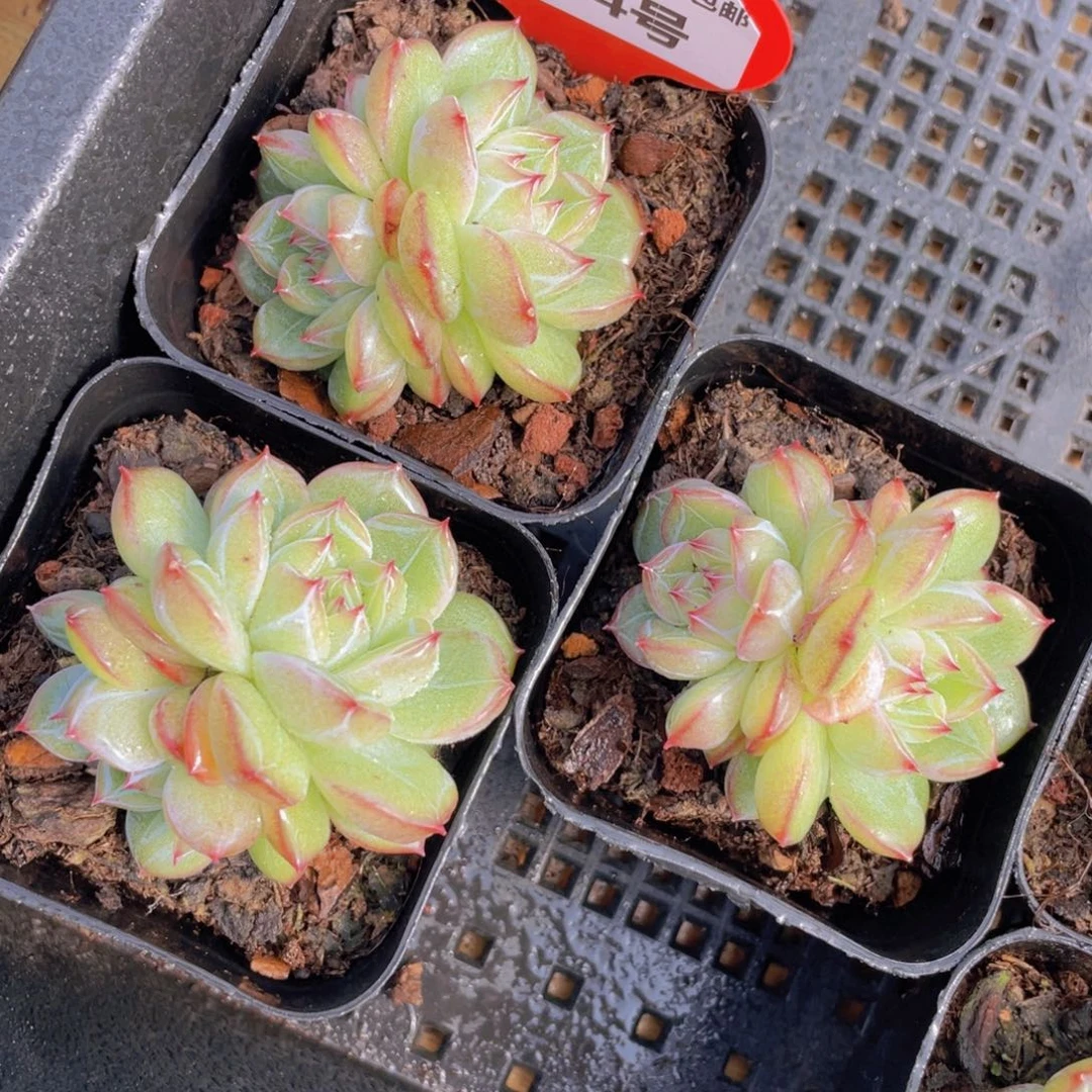 474号 雪花珍妮双头一个