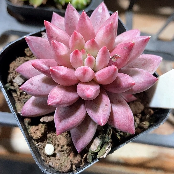 多肉植物127多肉