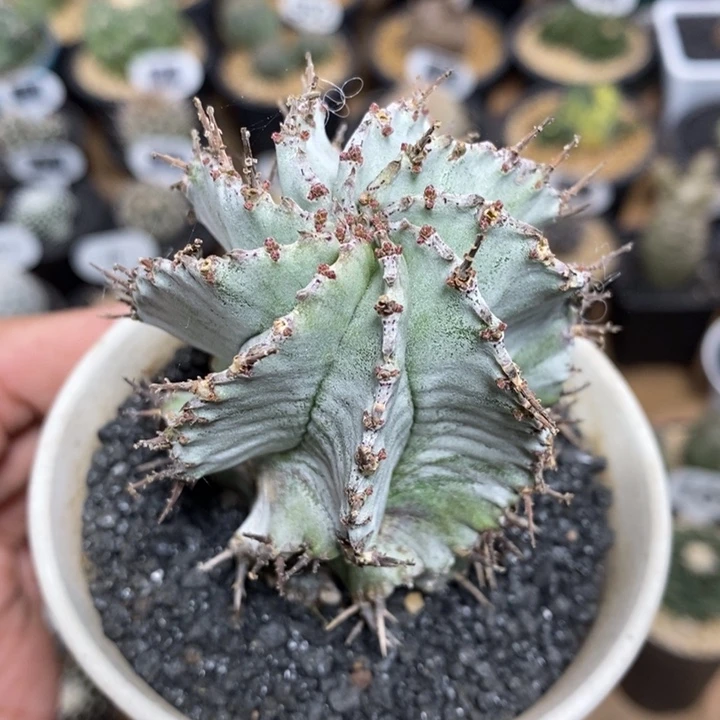 实生白衣魁伟玉6号高度7cm