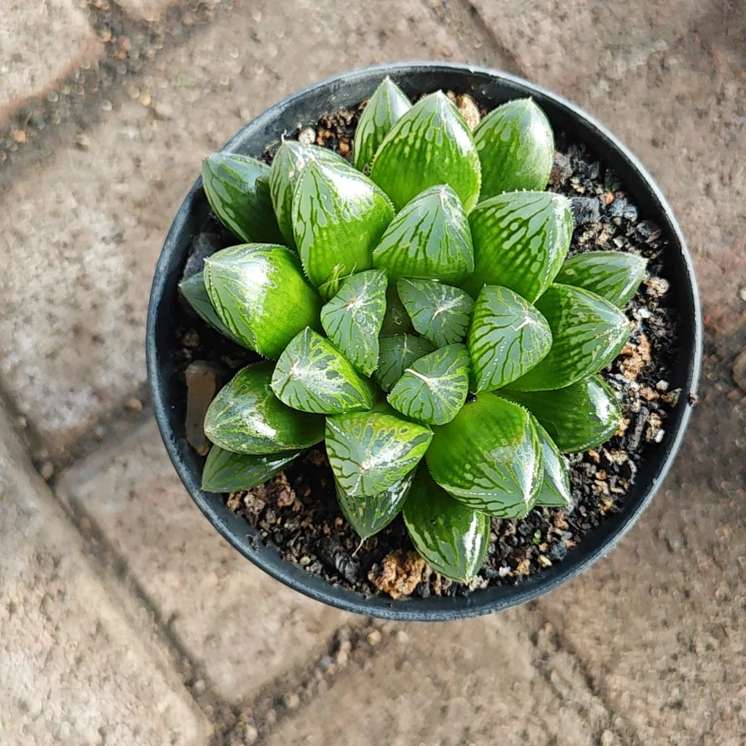 胭脂玉露一颗多肉植物