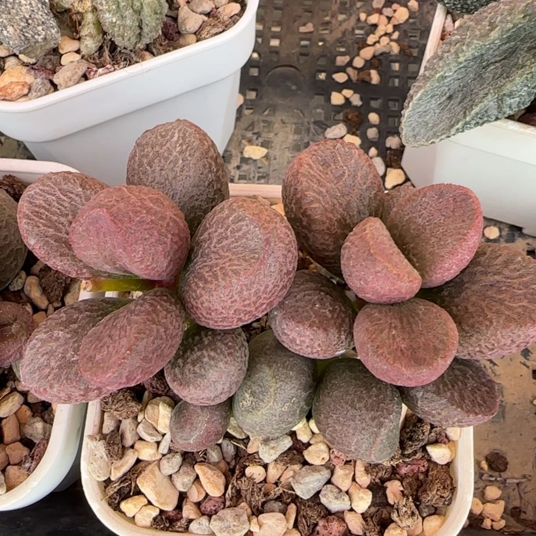红烧肉多肉植物水泡多肉