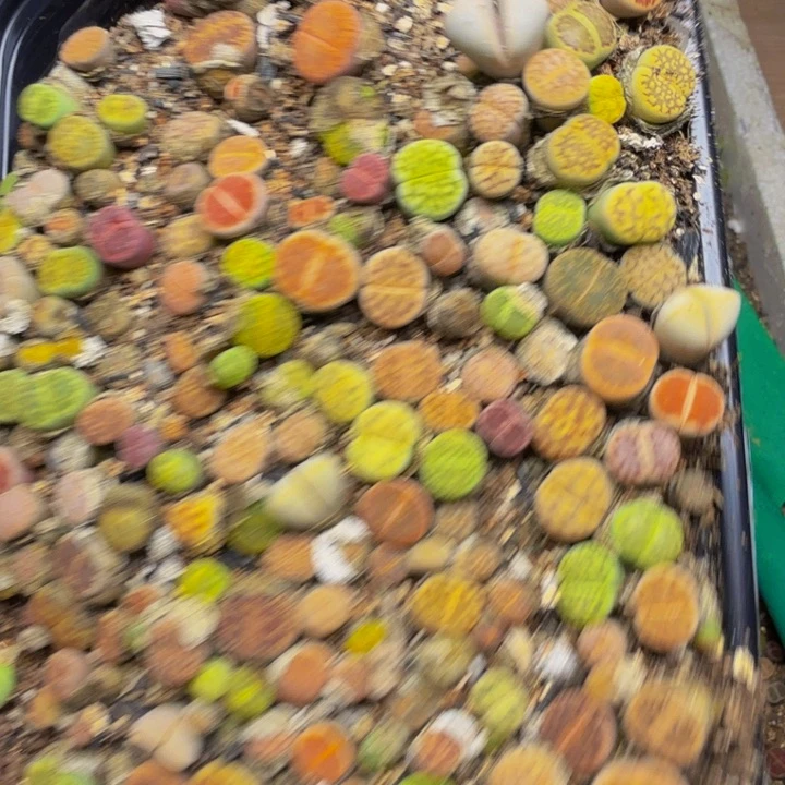 慕**．多肉植物和野生162