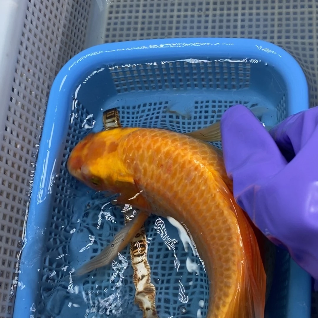 锦鲤冷水锦鲤包邮