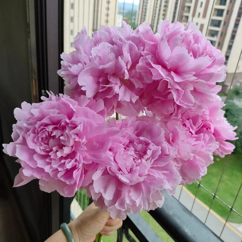 A级晴雯【现货顺丰】A级山东重瓣大芍药