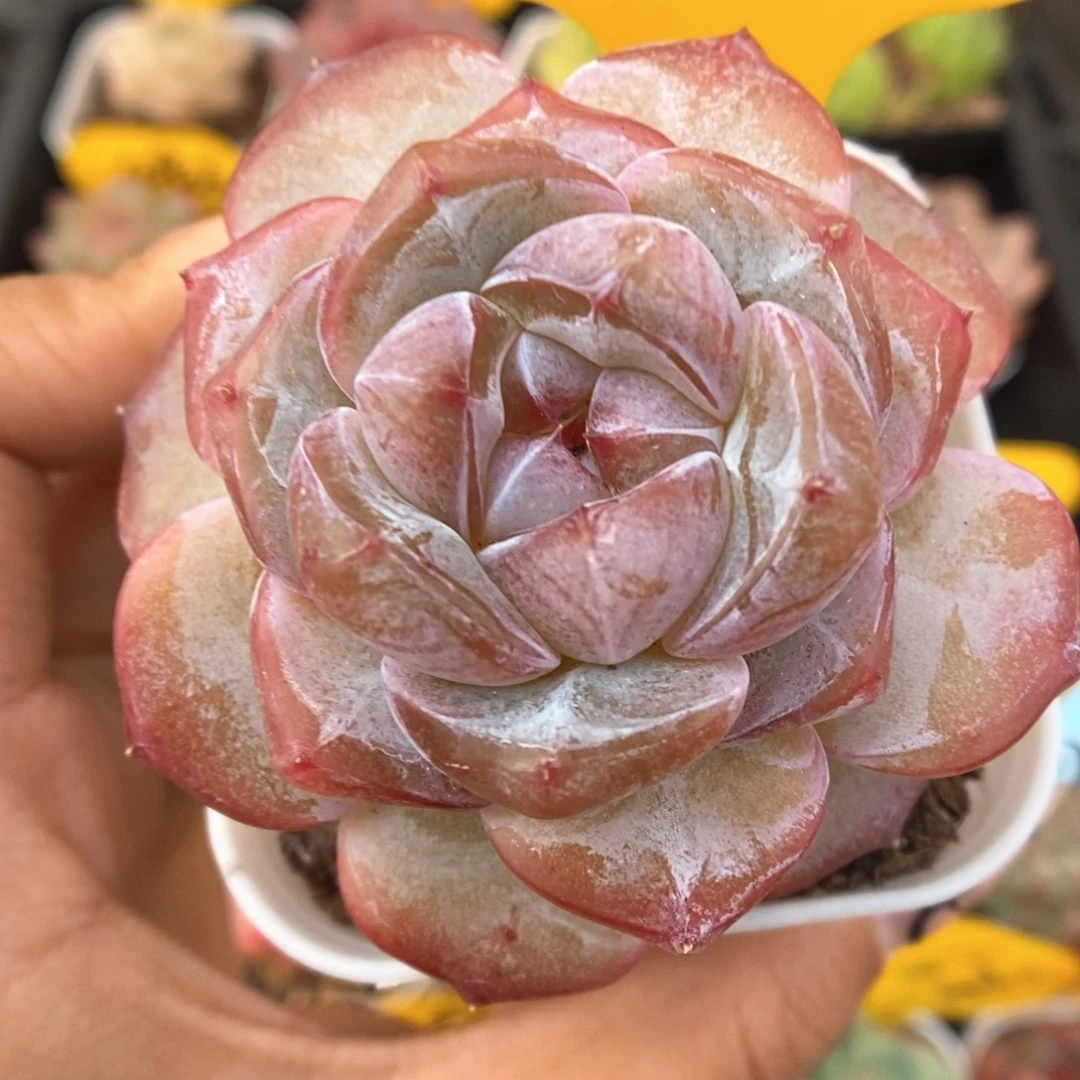 钻心珍妮可拍500号