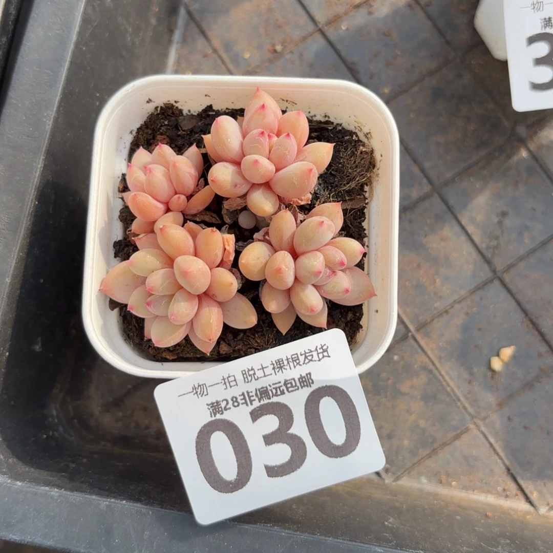 阮脂球无盆土发货