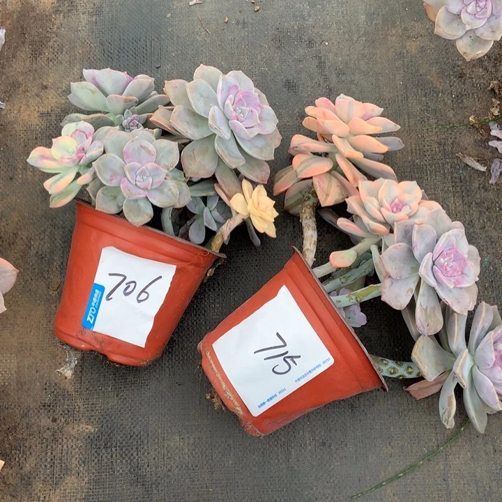 T***z紫乐锦706.715晓晓一物一拍