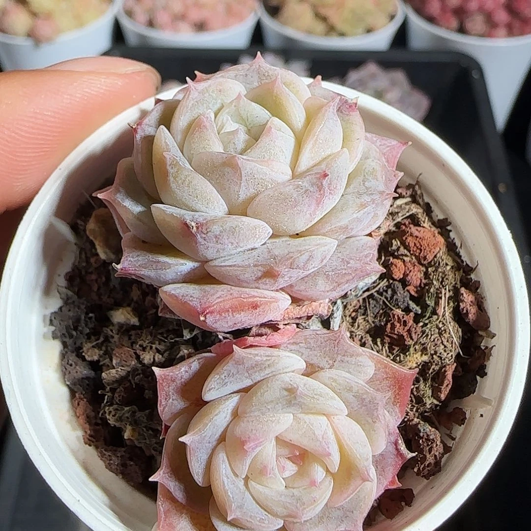 多肉1218-47纯爱纯爱