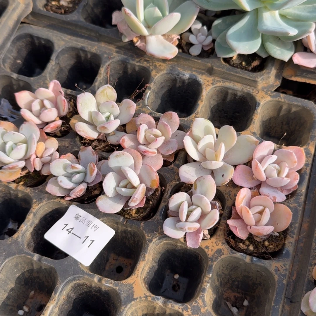 14-11雪莲杂交白凤带颜色量拍十棵