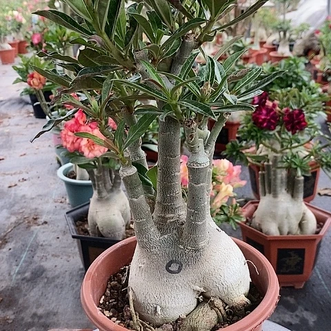 【闪购商品】无花朵楠**雨绿植