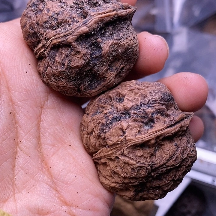 文玩核桃把件   96