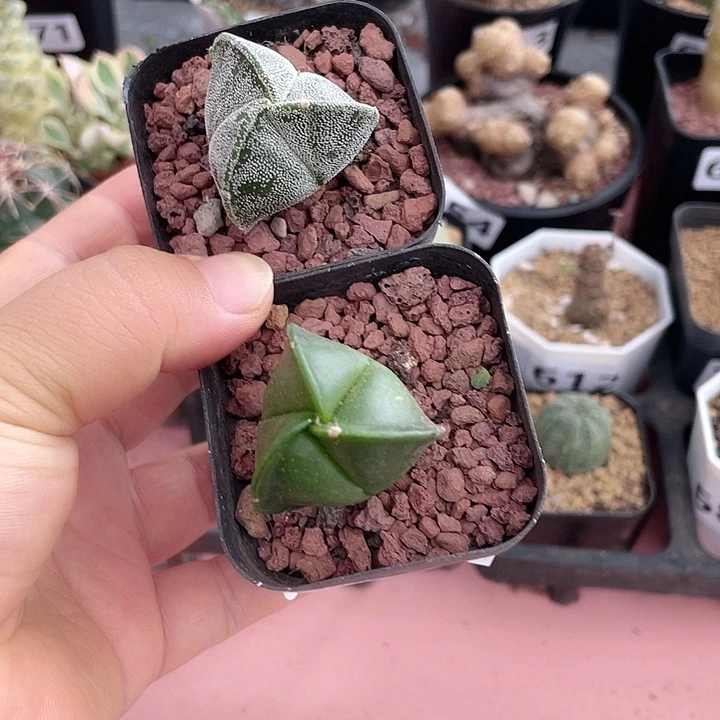 435三角栾凤玉2颗