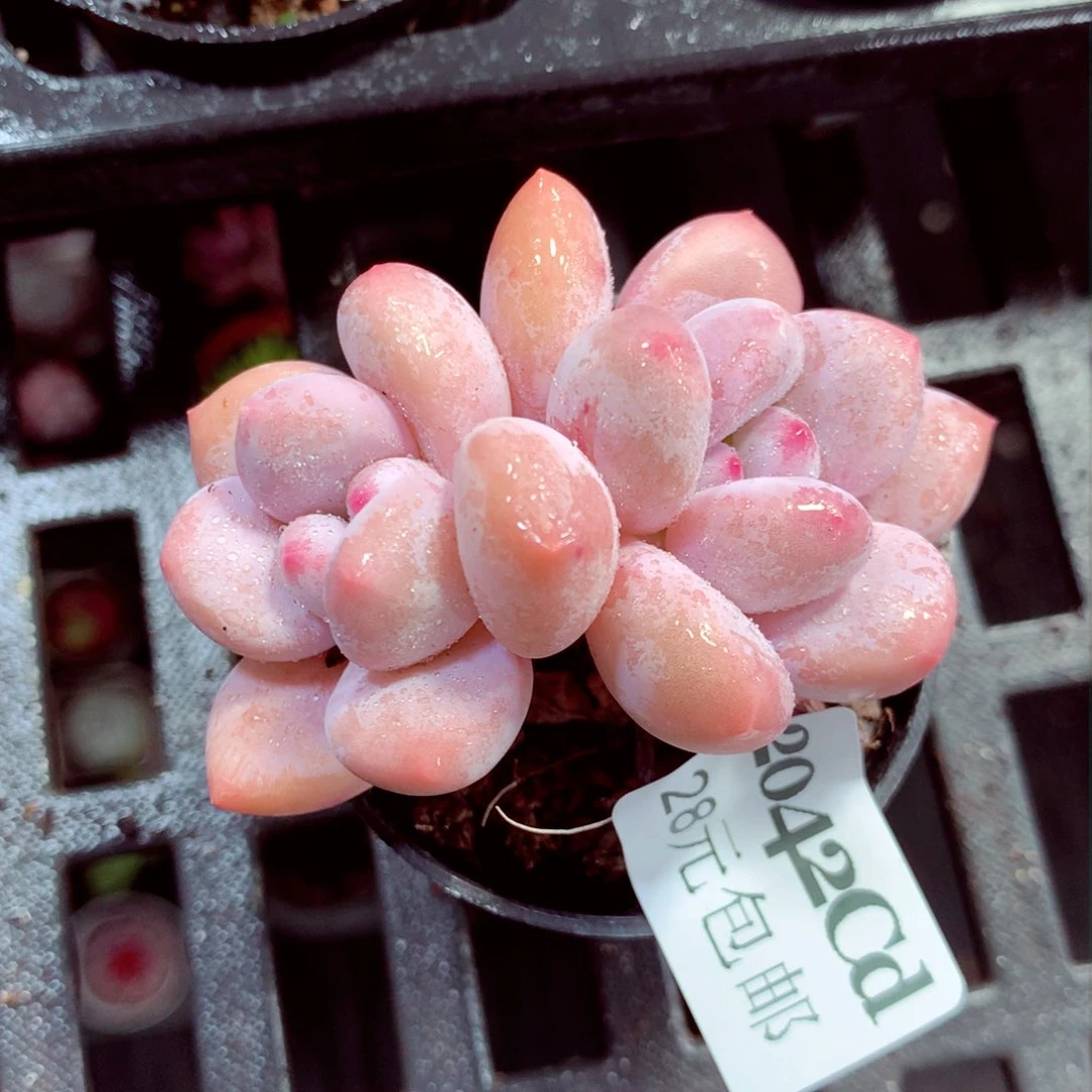 5厘米盆精控多肉2042