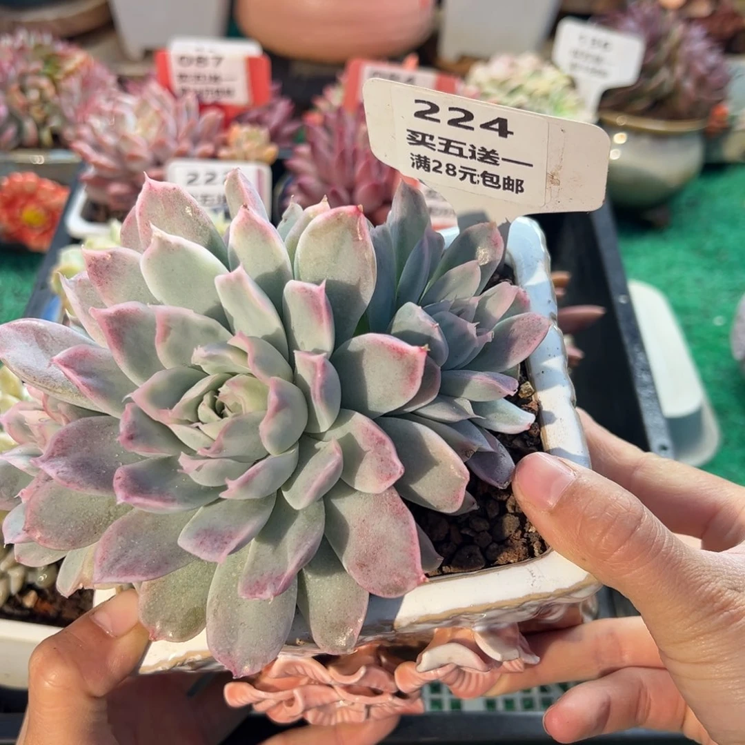 表妹精品多肉植物224.