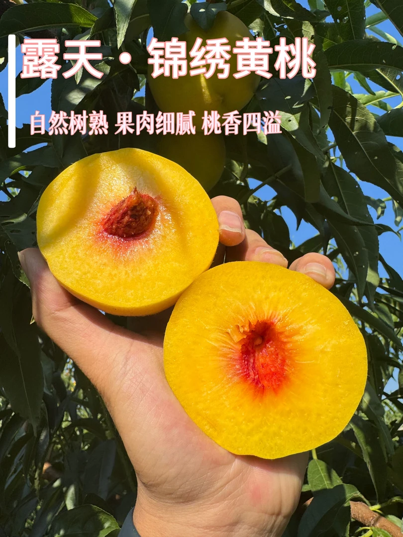 【顺丰包邮】露天锦绣黄桃 果肉紧实 香甜多汁 桃香浓郁